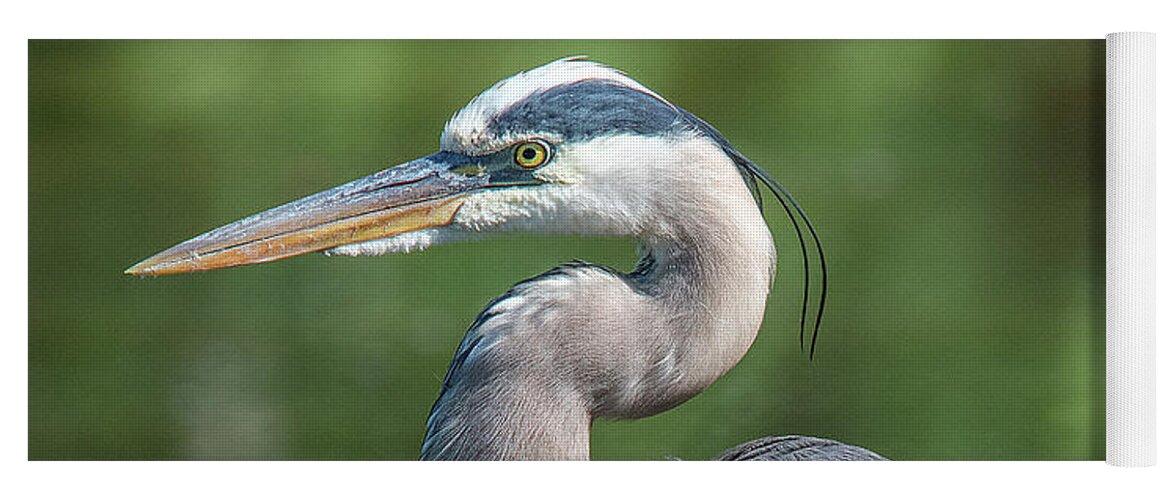 Nature Yoga Mat featuring the photograph Great Blue Heron after Preening DMSB0157 by Gerry Gantt