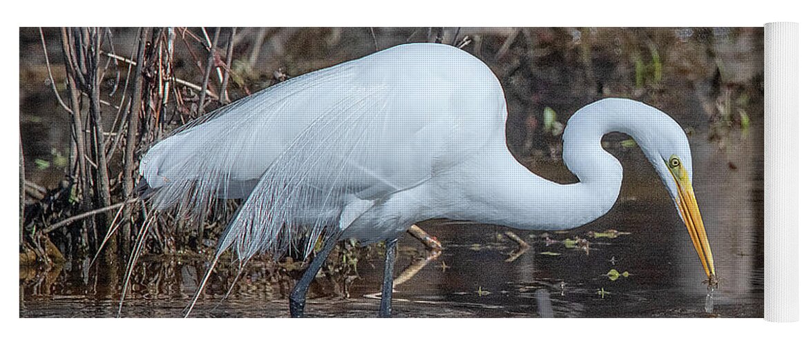 Nature Yoga Mat featuring the photograph Great Egret in Breeding Plumage DMSB0154 by Gerry Gantt