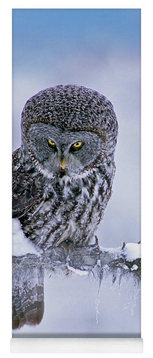 00586269 Yoga Mat featuring the photograph Great Gray Owl In Winter, North America by Tim Fitzharris