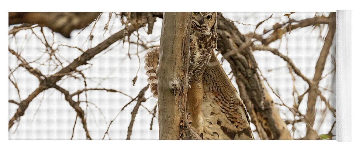 Owl Yoga Mat featuring the photograph Great Horned Owl Stretches Out by Tony Hake