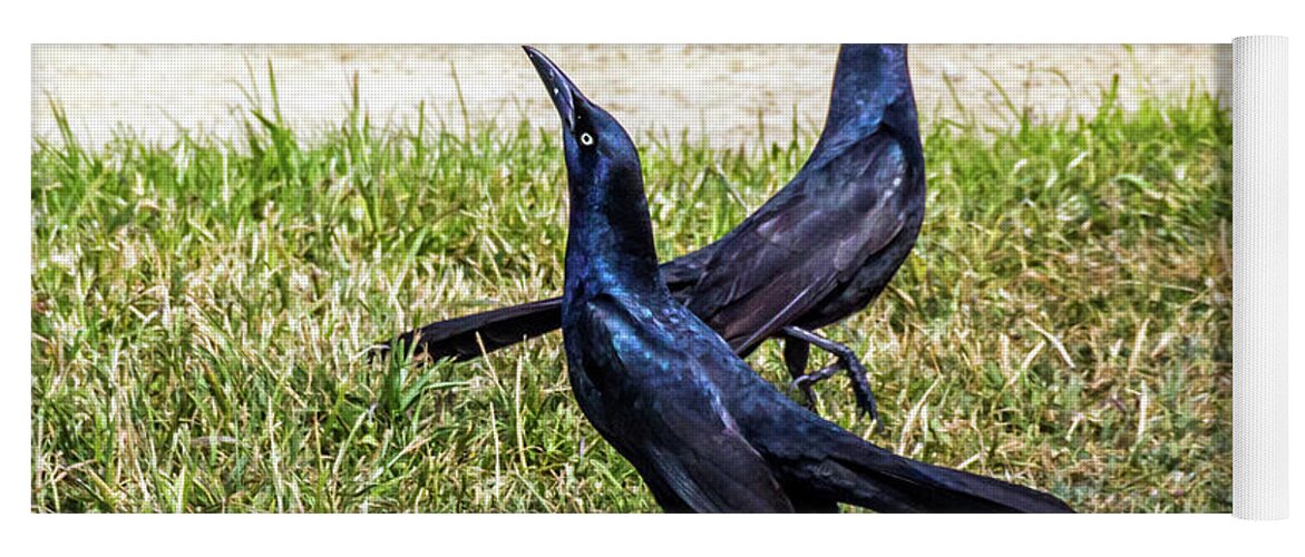 Great-tailed Grackle Yoga Mat featuring the photograph Great-tailed Grackles Looking Up by Kate Brown