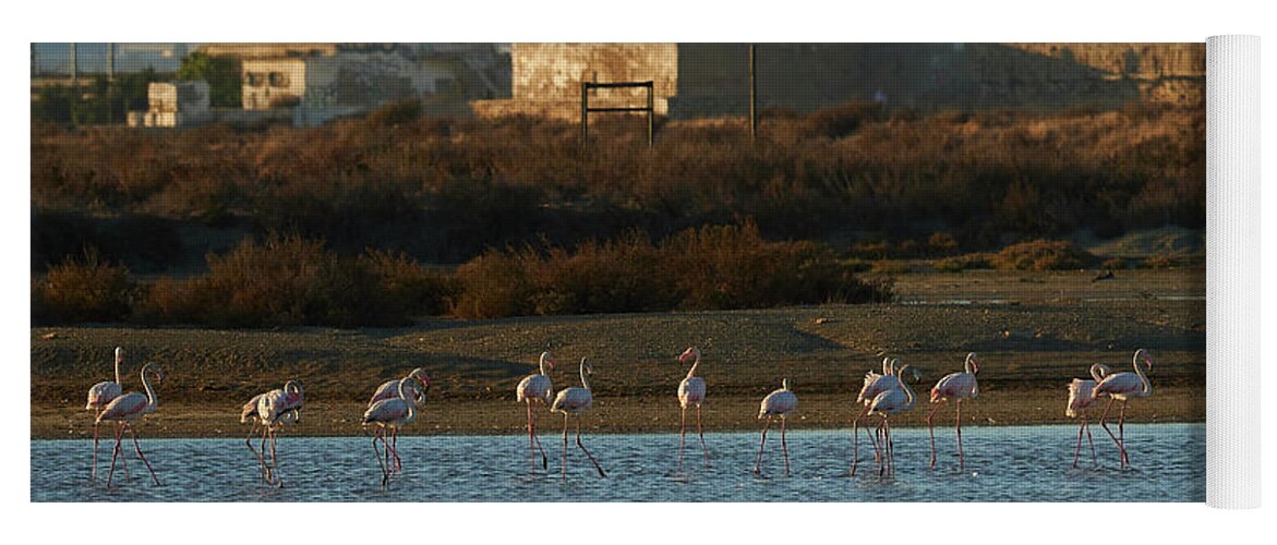 Flamingo Yoga Mat featuring the photograph Greater Flamingo at Arillo River by Pablo Avanzini