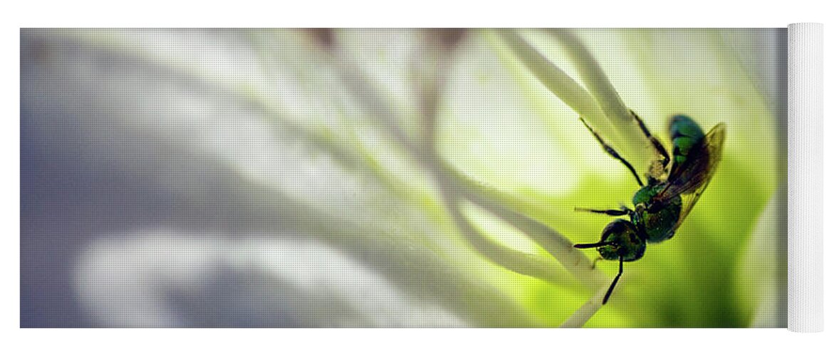 Bee Yoga Mat featuring the photograph Green Bee Datura Daydream by Jonathan Thompson