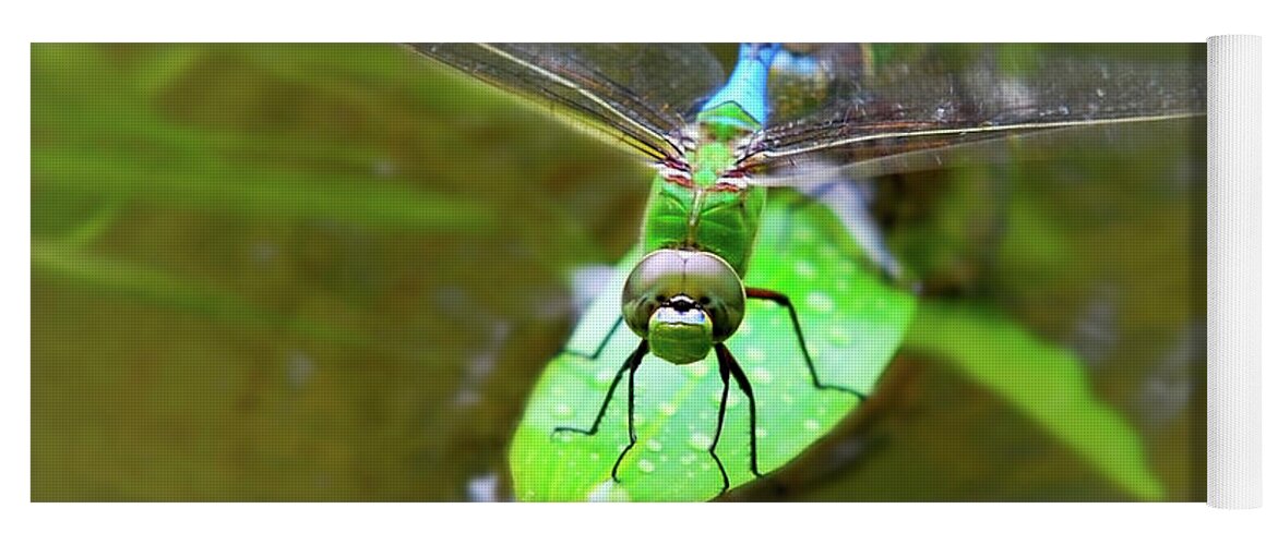 Dragonfly Yoga Mat featuring the photograph Green Darner Dragonfly by Christina Rollo