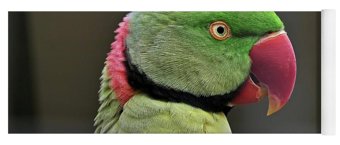 Bird Yoga Mat featuring the photograph Green parrot by Martin Smith