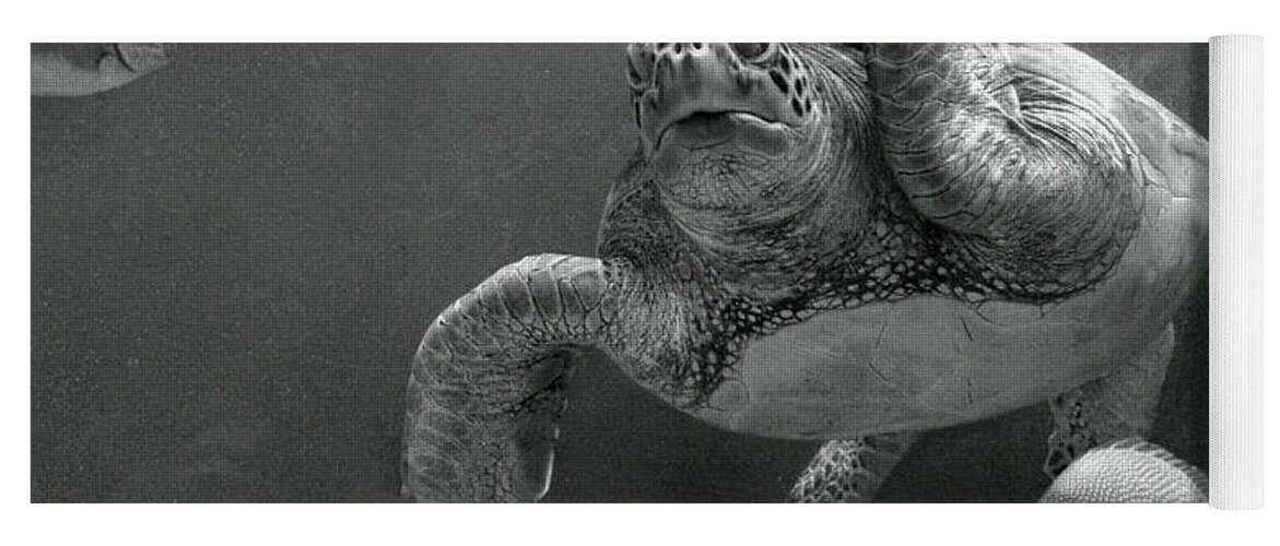 Disk1215 Yoga Mat featuring the photograph Green Sea Turtle Malaysia by Tim Fitzharris