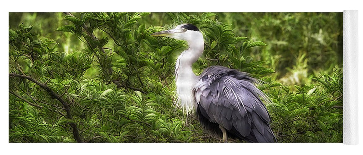 Bird Yoga Mat featuring the photograph Grey Heron by Jack Torcello
