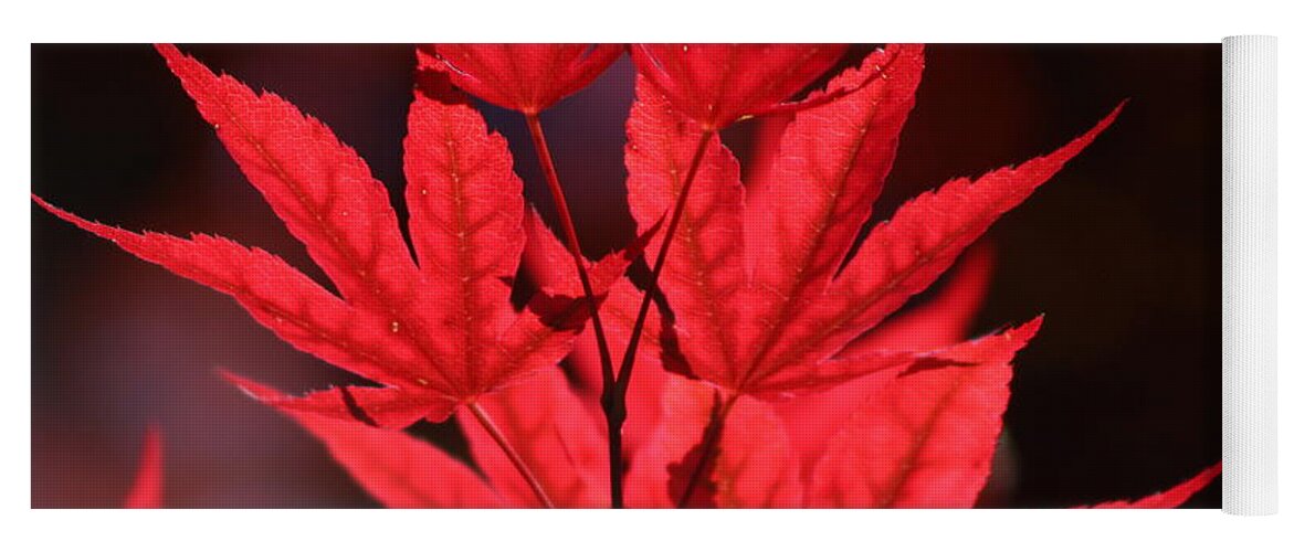 Japanese Maple Yoga Mat featuring the photograph Guardsman Red Japanese Maple Leaves by Colleen Cornelius