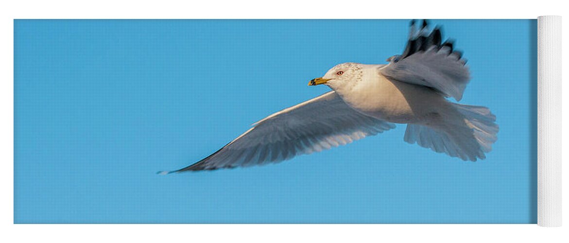 Shore Bird Yoga Mat featuring the photograph Gull In Flight 1 by Cathy Kovarik
