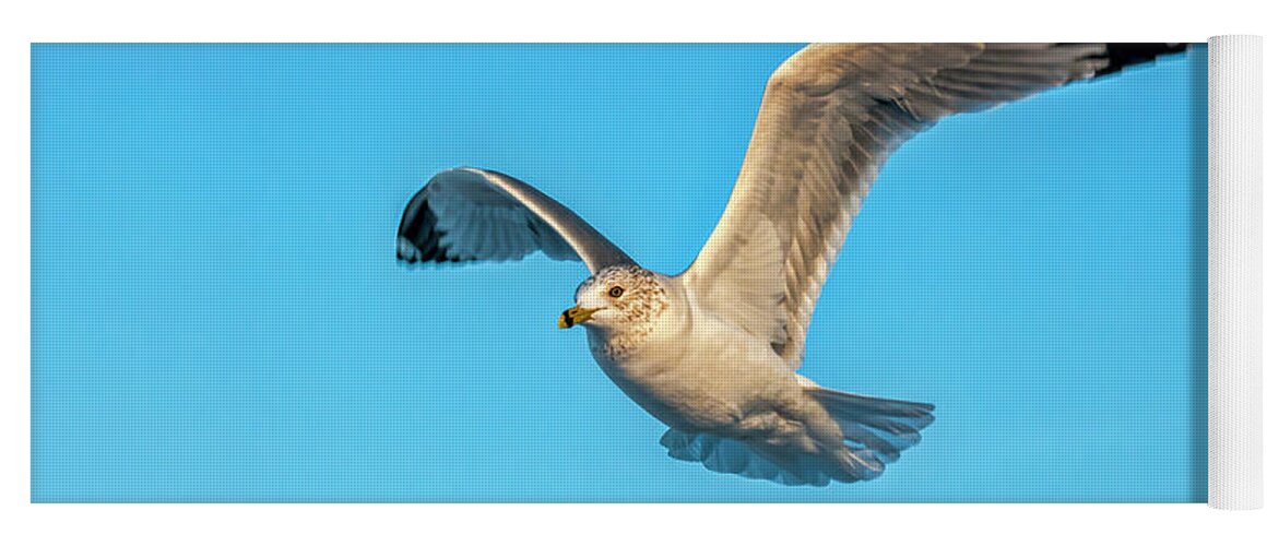 Seagull Yoga Mat featuring the photograph Gull In Flight 2 by Cathy Kovarik