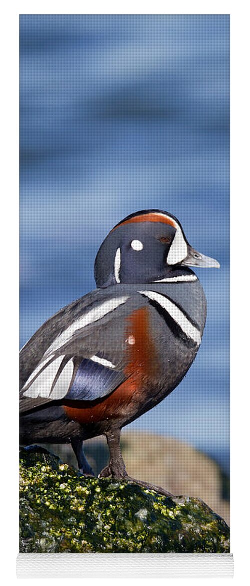 Bird Yoga Mat featuring the photograph Harlequin Duck Drake by James Zipp