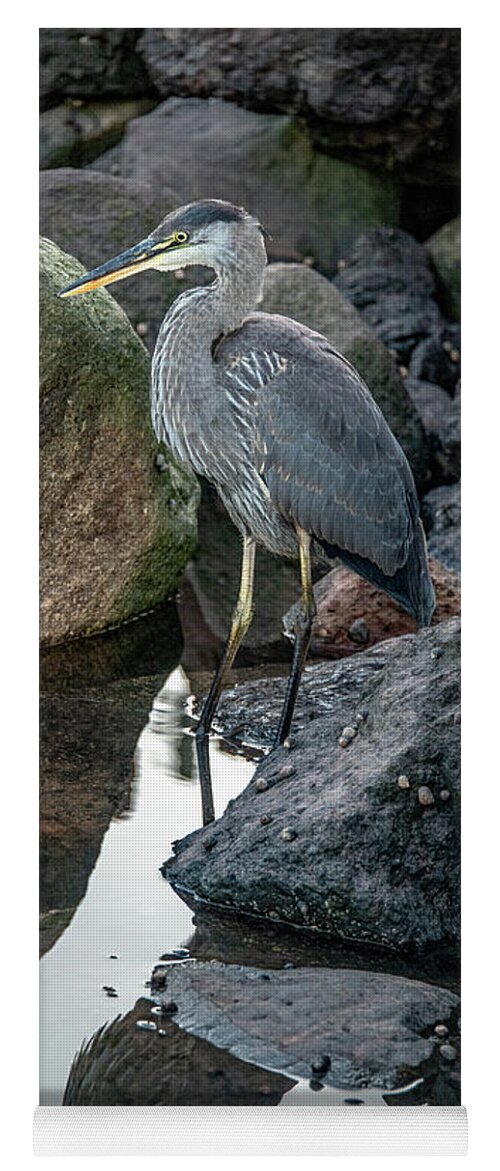 Great Blue Heron Yoga Mat featuring the photograph Heron Reflections, Vertical by Marcy Wielfaert