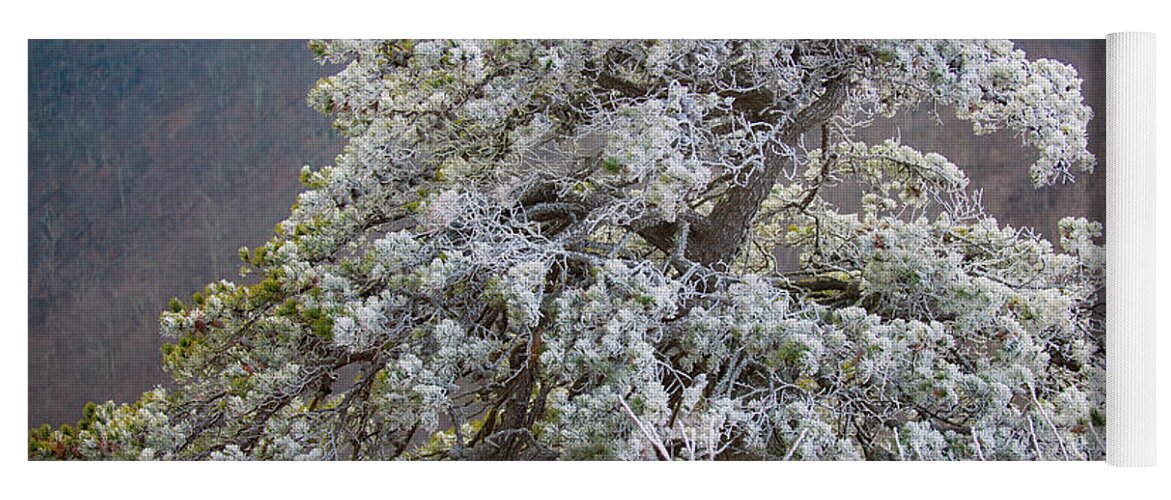 Blue Ridge Yoga Mat featuring the photograph Hoarfrost on Trees by Mark Duehmig
