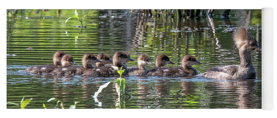 Nature Yoga Mat featuring the photograph Hooded Merganser and Her Ducklings DWF0200 by Gerry Gantt