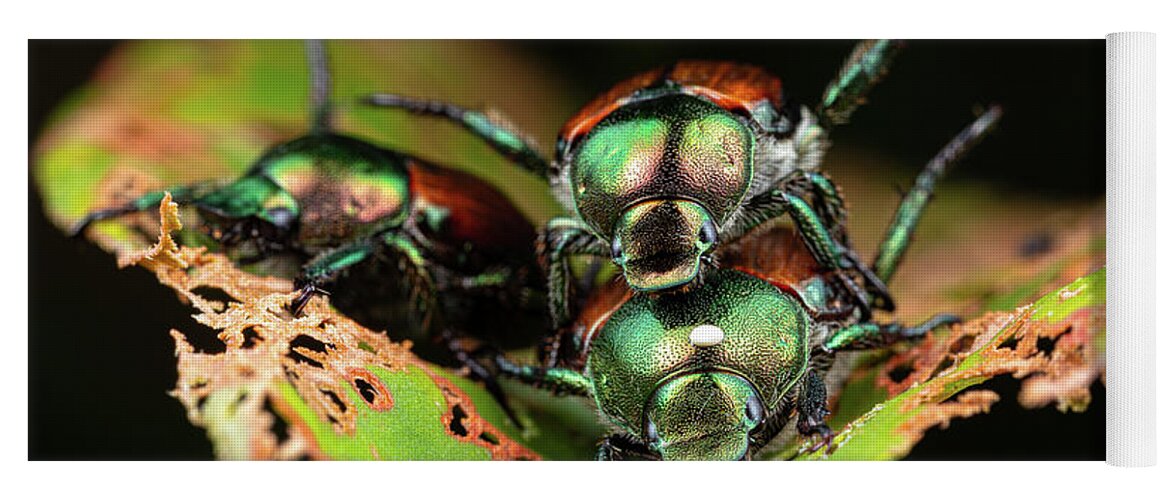Japanese Beetle Insect Nature Closeup Close Up Close-up Outside Outdoors Brian Hale Brianhalephoto Macro Humpday Hump-day Hump Day Humor Funny Yoga Mat featuring the photograph Hump Day Beetles by Brian Hale