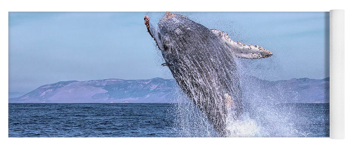 California Yoga Mat featuring the photograph Humpback Breaching - 02 by Cheryl Strahl