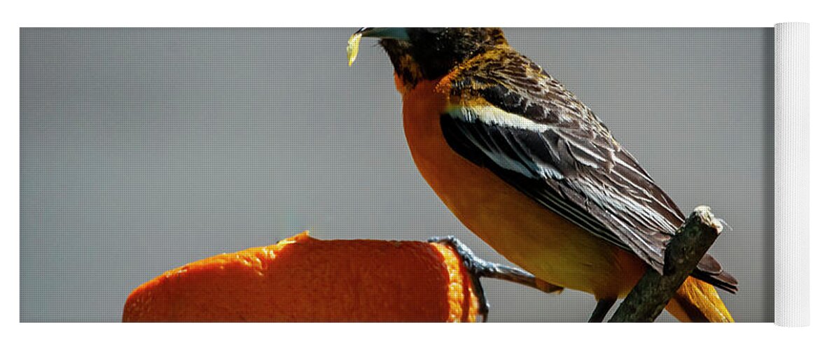 Bird Yoga Mat featuring the photograph Hungry Oriole by Cathy Kovarik