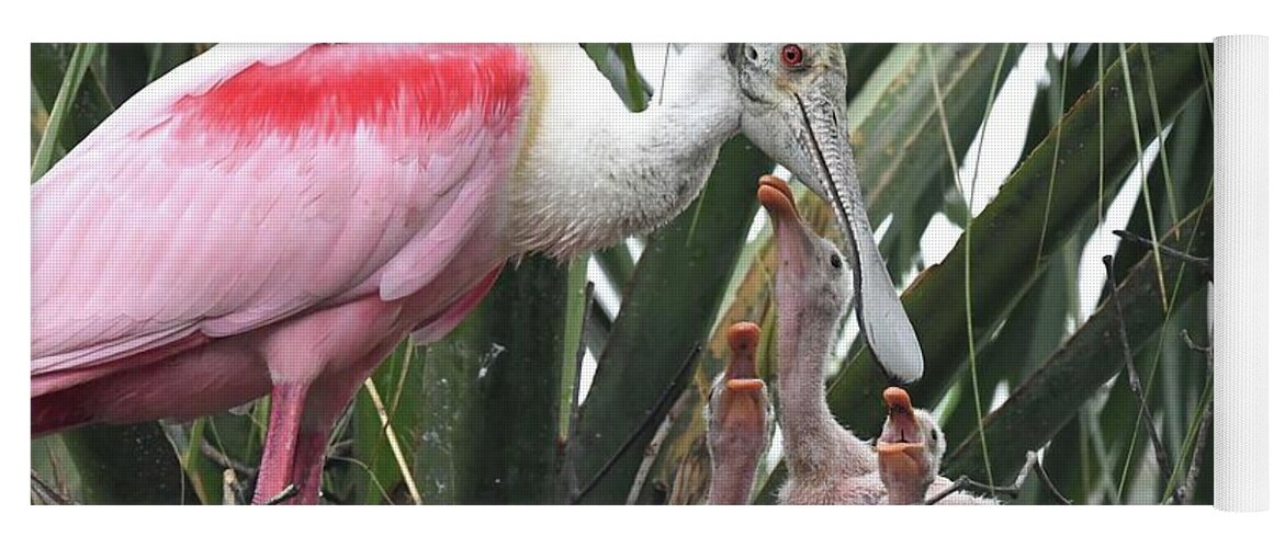 Roseate Spoonbill Yoga Mat featuring the photograph Hungry Roseate Spoonbills by Jim Bennight