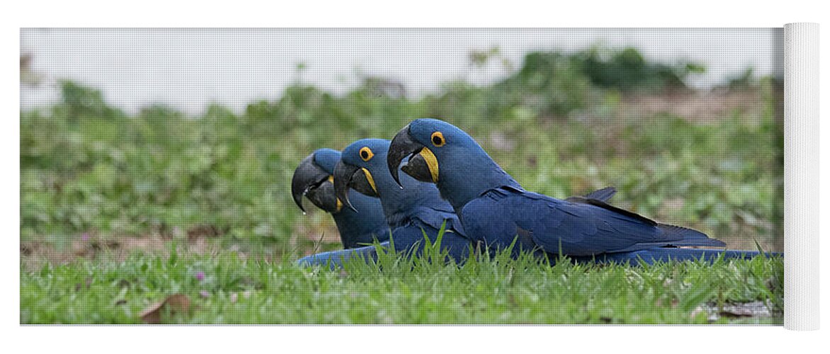 Hyacinth Yoga Mat featuring the photograph Hyacinth Macaws Drinking by Patrick Nowotny
