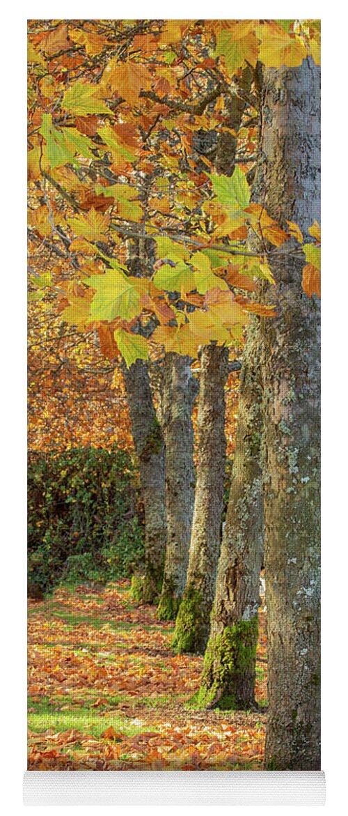 Autumn Yoga Mat featuring the photograph In a Row by Bob Cournoyer