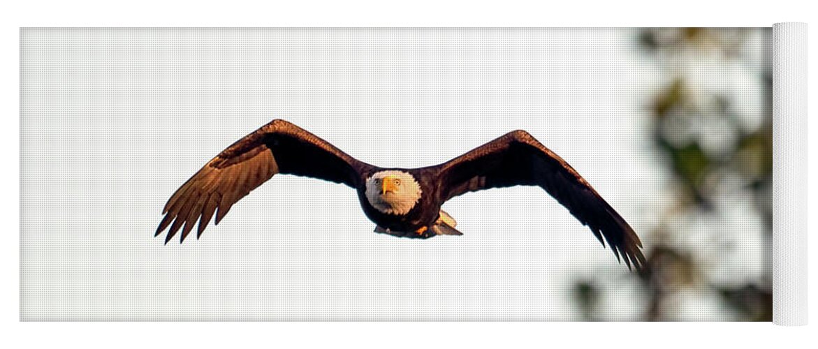 Bald Eagle Yoga Mat featuring the photograph Incoming by Sam Rino