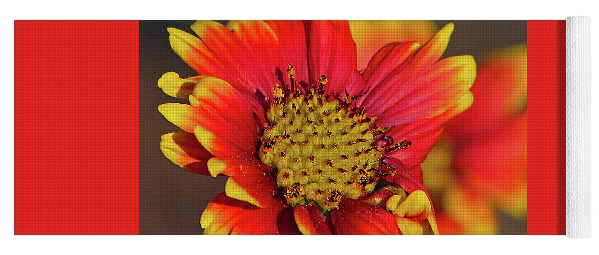 Flower Yoga Mat featuring the photograph Indian Blanket by Michael Allard