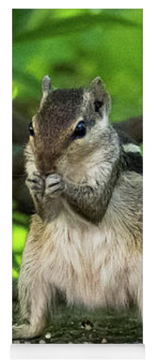 Squirrel Yoga Mat featuring the photograph Indian Palm Squirrel by Amy Sorvillo