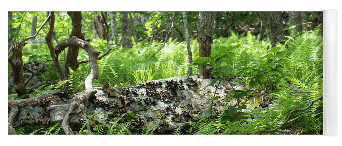 Photograph Yoga Mat featuring the photograph Into the Woods by Suzanne Gaff