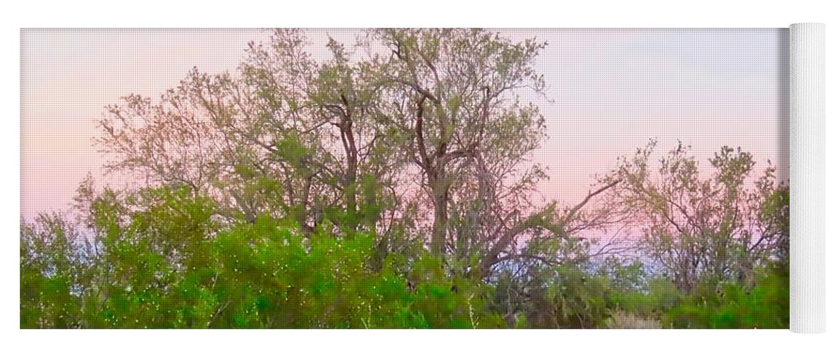 Affordable Yoga Mat featuring the photograph Ironwood Trees After Sundown by Judy Kennedy