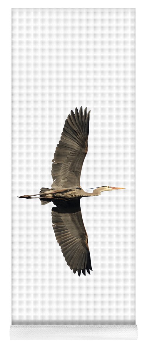 Great Blue Heron Yoga Mat featuring the photograph Isolated Great Blue Heron 2018-1 by Thomas Young