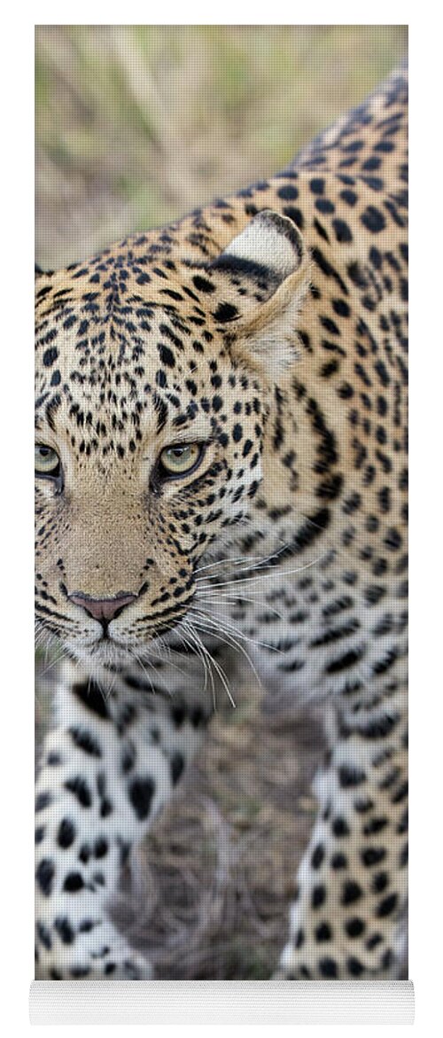 Suzi Eszterhas Yoga Mat featuring the photograph Juvenile Leopard In Jao Reserve by Suzi Eszterhas