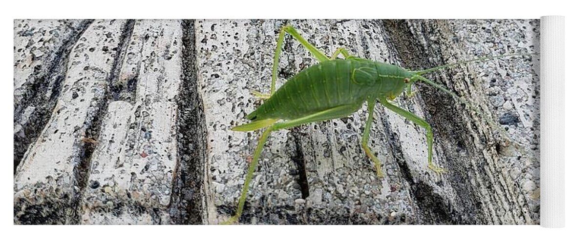 Insect Yoga Mat featuring the photograph Katydid by Anita Adams