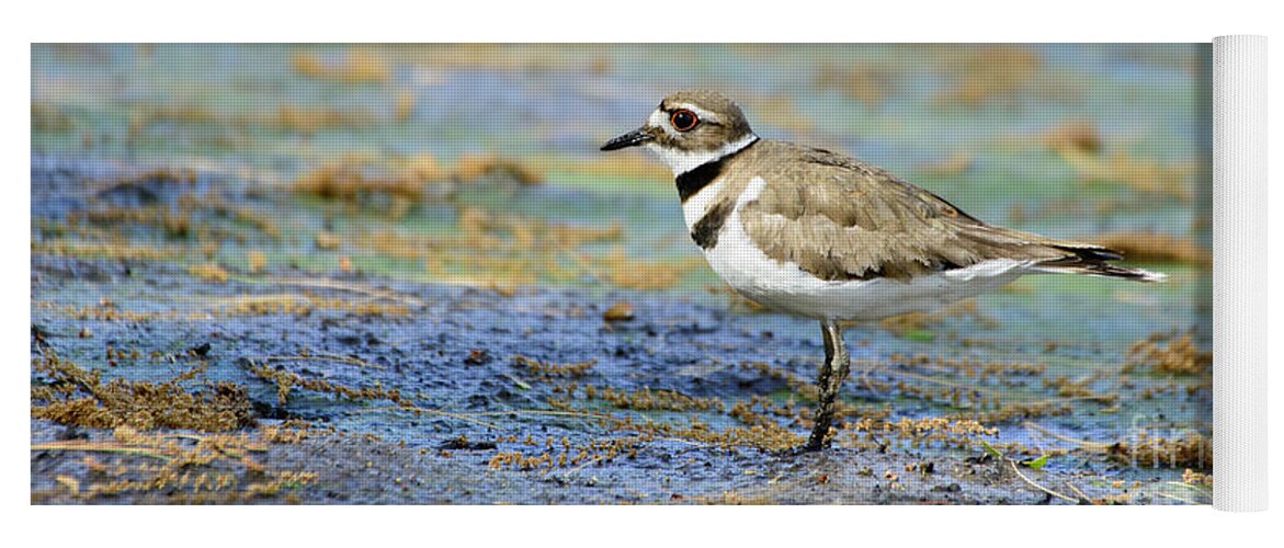 Natural Lake Yoga Mat featuring the photograph Killdeer Standing on Drained Lake by Ilene Hoffman