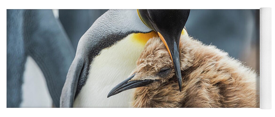 Animal Yoga Mat featuring the photograph King Penguin Nuzzling Chick by Tui De Roy