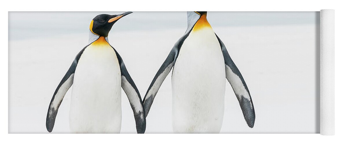 Animal Yoga Mat featuring the photograph King Penguin Pair On Volunteer Beach by Tui De Roy