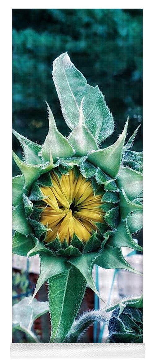 Sunflower Yoga Mat featuring the photograph Late Bloomer by Mary Capriole