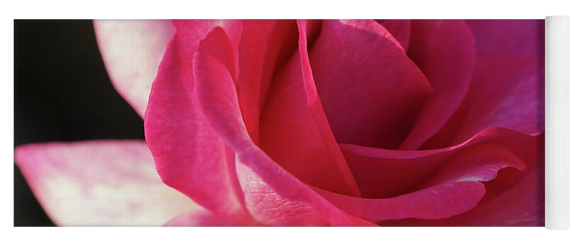 Rose Yoga Mat featuring the photograph Late October Rose by Cathy Donohoue