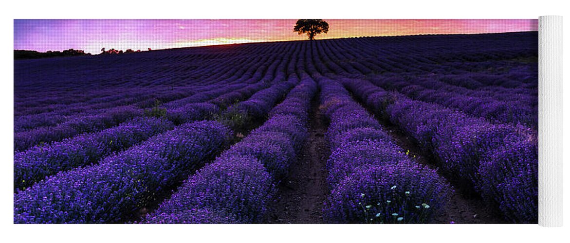 Afterglow Yoga Mat featuring the photograph Lavender Dreams by Evgeni Dinev