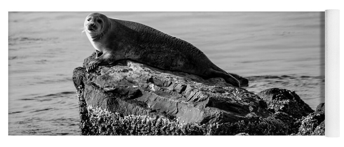 Harbor Seal Yoga Mat featuring the photograph Lifting Fog by Cathy Kovarik