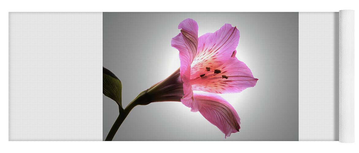 Peruvian Lily Yoga Mat featuring the photograph Light Through The Lily by Terence Davis