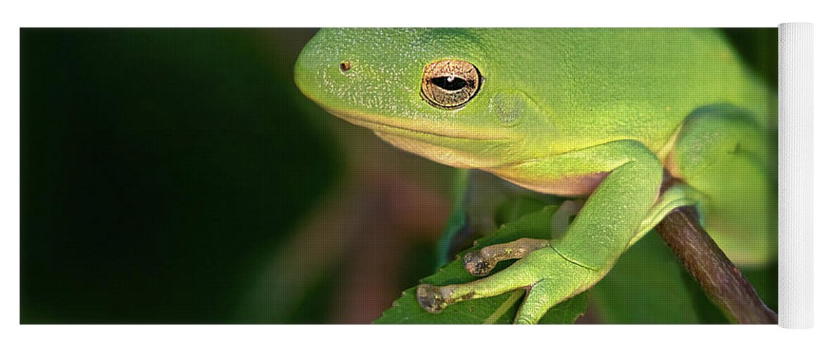 Frog Yoga Mat featuring the photograph Lime Light Lounger by Art Cole