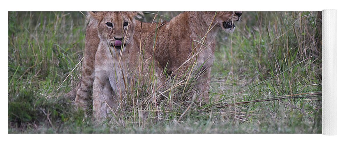 Africa; Serengeti Yoga Mat featuring the photograph Lion Cubs - Masai Mara by Steve Somerville