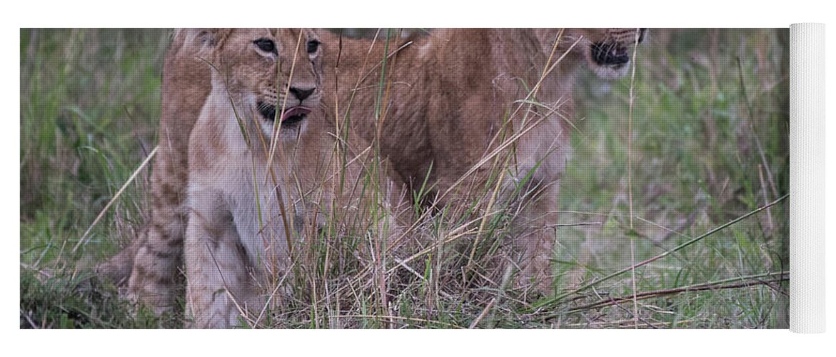 Africa Yoga Mat featuring the photograph Lion Cubs - Maasai Mara by Steve Somerville
