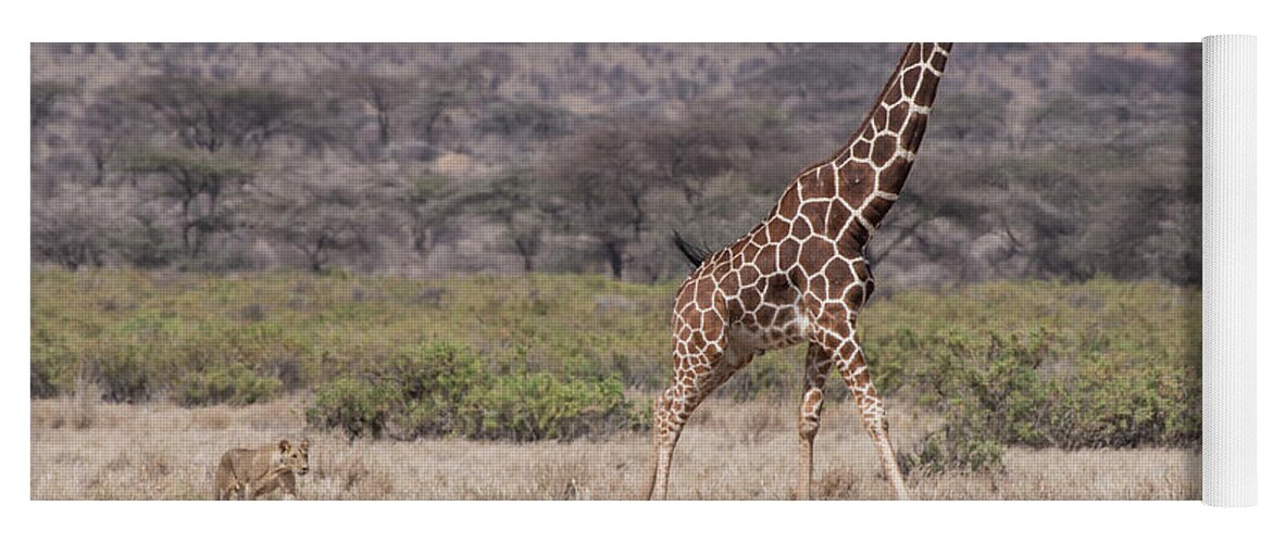 Africa Yoga Mat featuring the photograph Lion-Giraffe-hunt-5796 by Steve Somerville