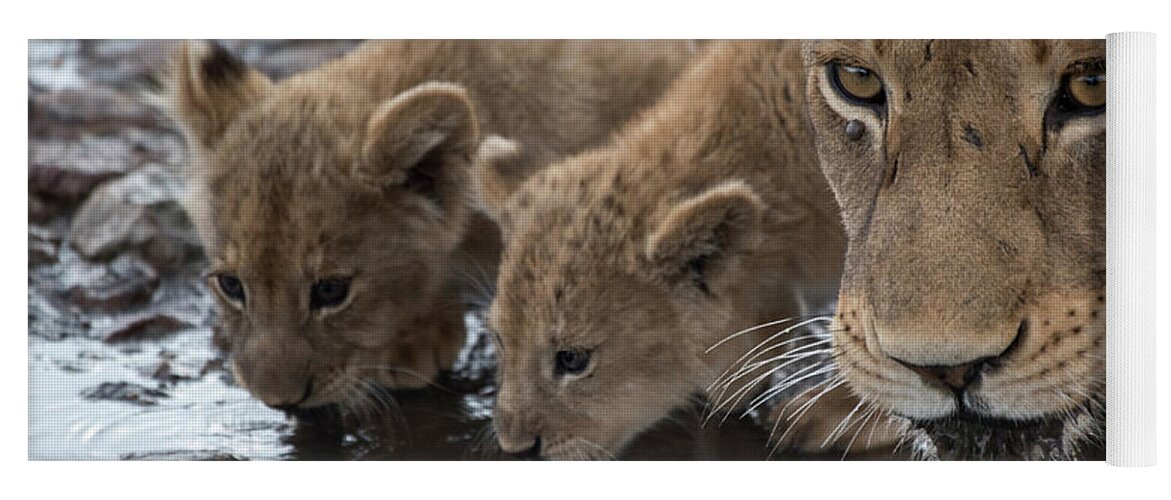 Africa Yoga Mat featuring the photograph Lioness-cubs-waterhole-Serengeti by Steve Somerville