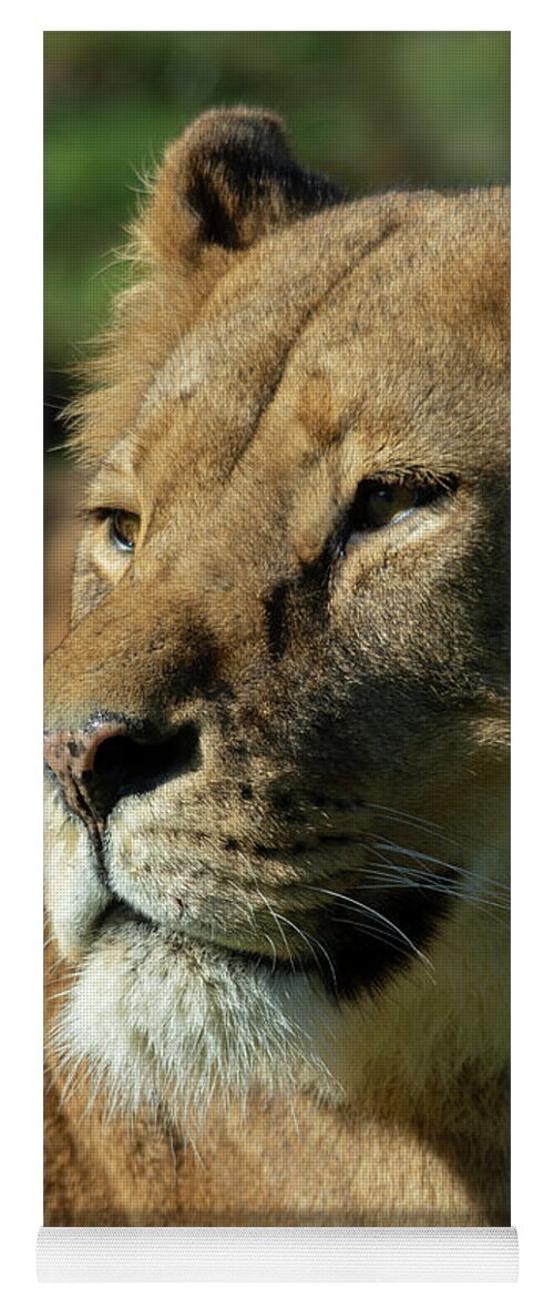 Lion Yoga Mat featuring the photograph Lioness stare by Steev Stamford