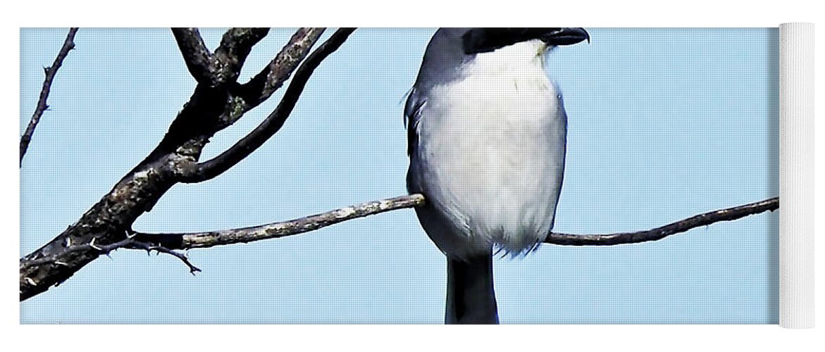 Bird Yoga Mat featuring the photograph Loggerhead Shrike by Jerry Connally