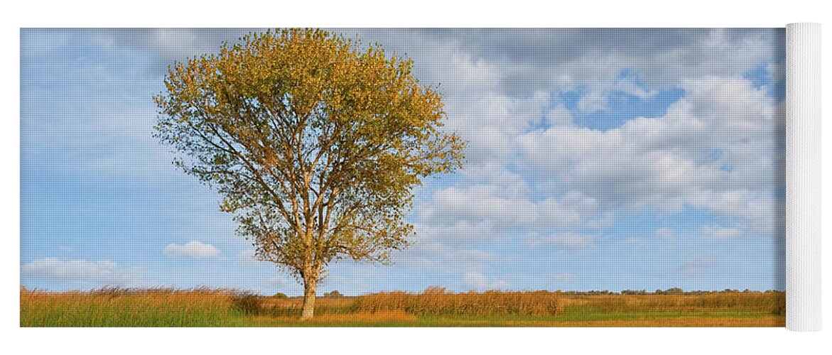Autumn Yoga Mat featuring the photograph Lone Tree by a Wetland by Jeff Goulden