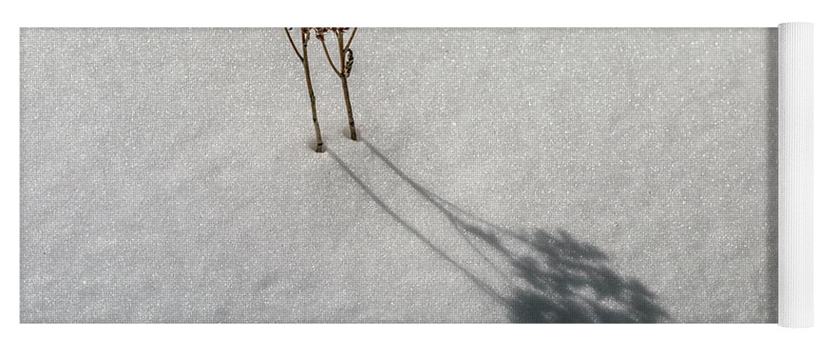 Sedum Yoga Mat featuring the photograph Long Shadow of Winter by Pheasant Run Gallery