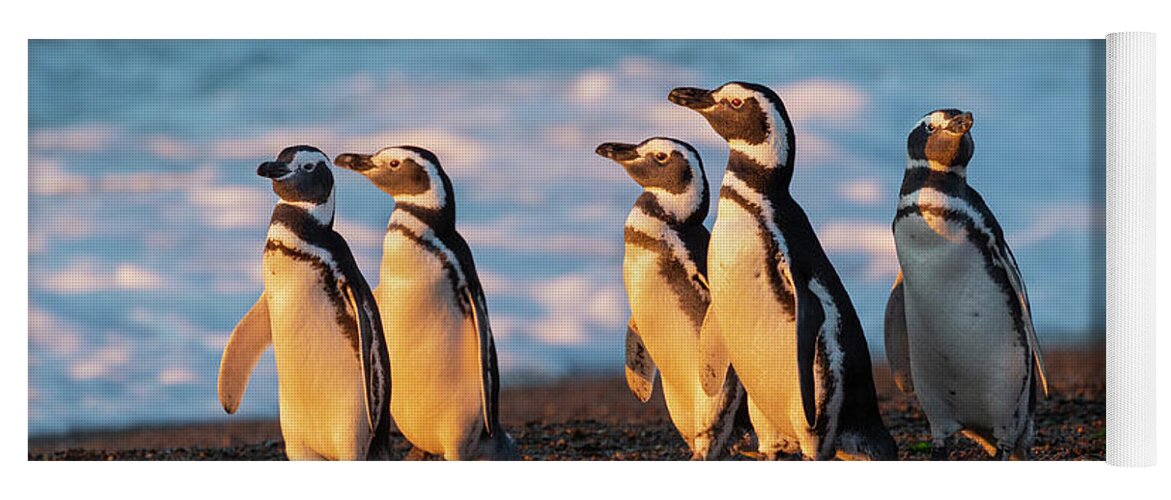 Suzi Eszterhas Yoga Mat featuring the photograph Magellanic Penguins In Patagonia by Suzi Eszterhas